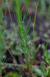 Threadleaf evening primrose